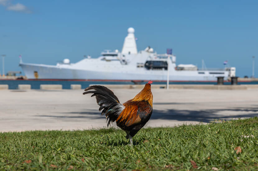 Een haan op het gras, met op de achtergrond de Groningen.
