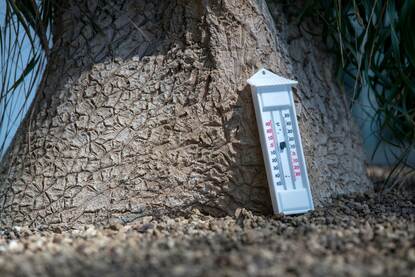 Thermometer geplaatst tegen een palmboom.